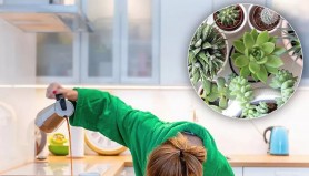 Plantele care alungă oboseala și atrag energia pozitivă în casă. Sunt ideale în orice locuință